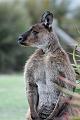 2007 05 08 Kangaroo Island 039-2_DXO